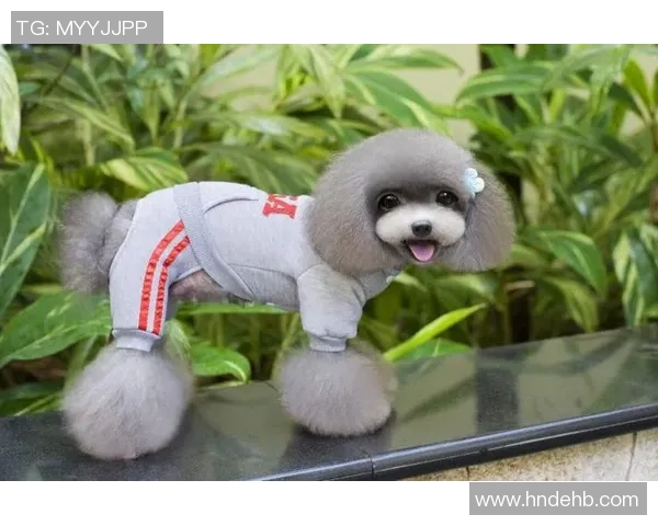 韩国狗狗足球明星排行榜揭晓看看谁是最受欢迎的四脚球员